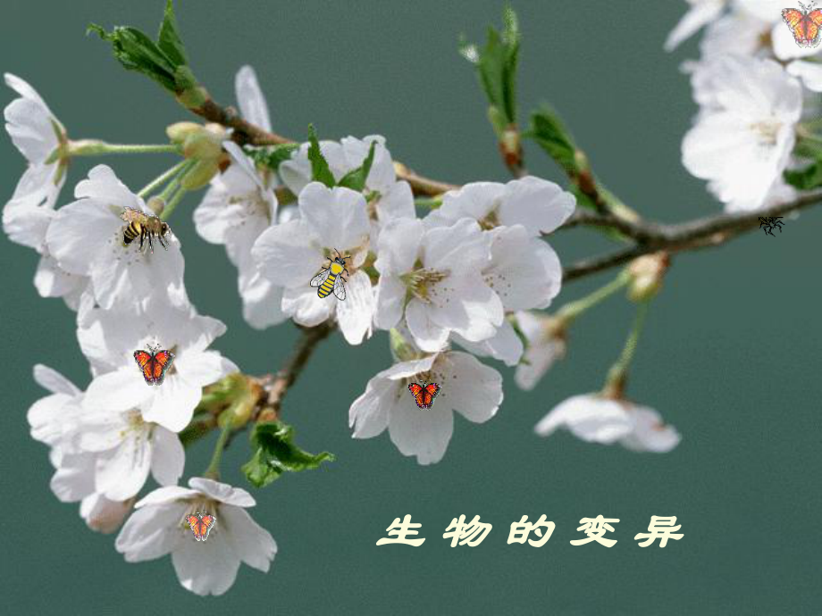 生物的变异课件.ppt_第1页