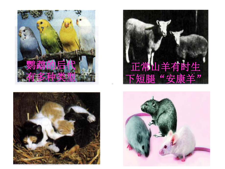 生物的变异课件.ppt_第2页