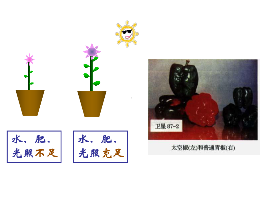 生物的变异课件.ppt_第3页