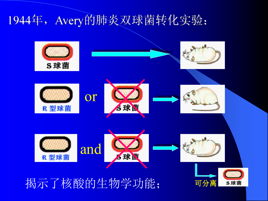 生物化学核酸化学课件.ppt_第3页