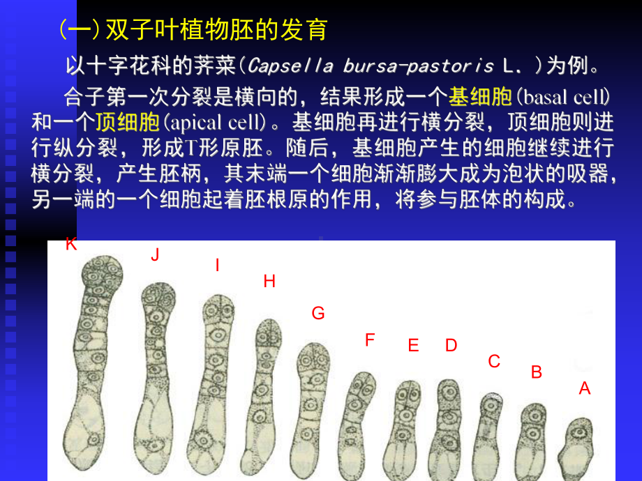 种子的发育过程分析课件.ppt_第3页