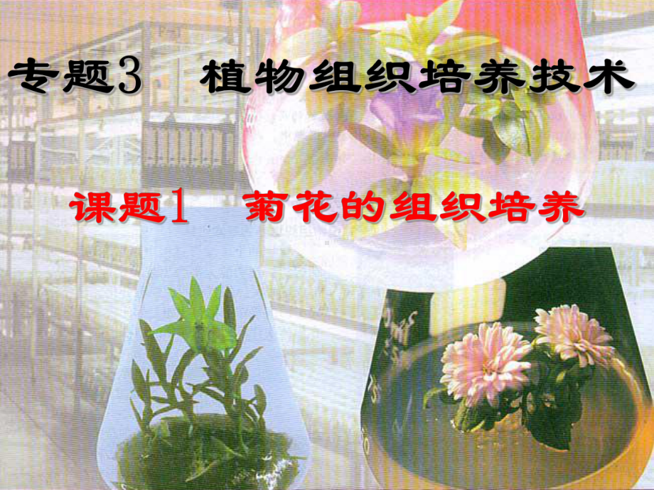 植物组织培养技术方案课件.ppt_第1页