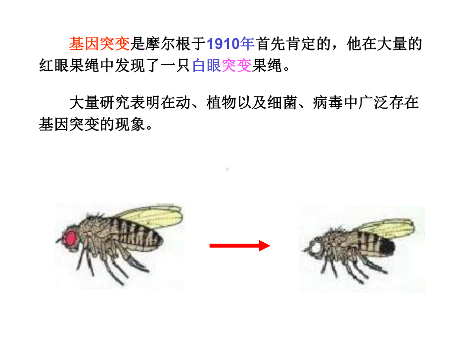 第10章-基因突变课件.ppt_第1页