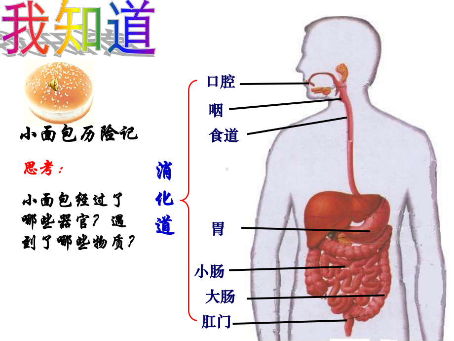 浙教版初中科学九上4.2《食物的消化和吸收》课件.ppt_第2页