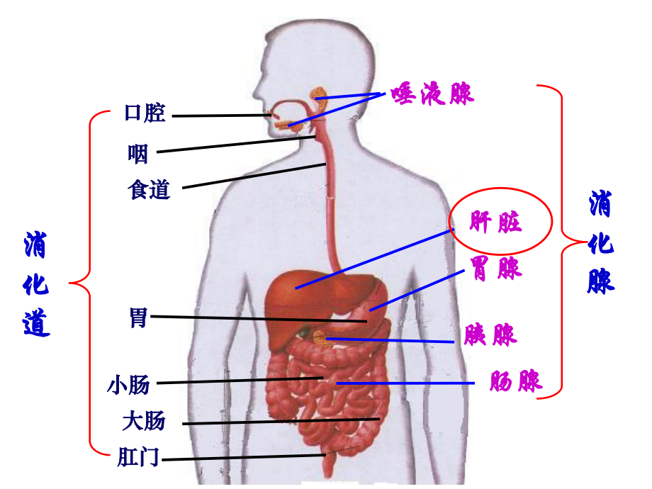 浙教版初中科学九上4.2《食物的消化和吸收》课件.ppt_第3页