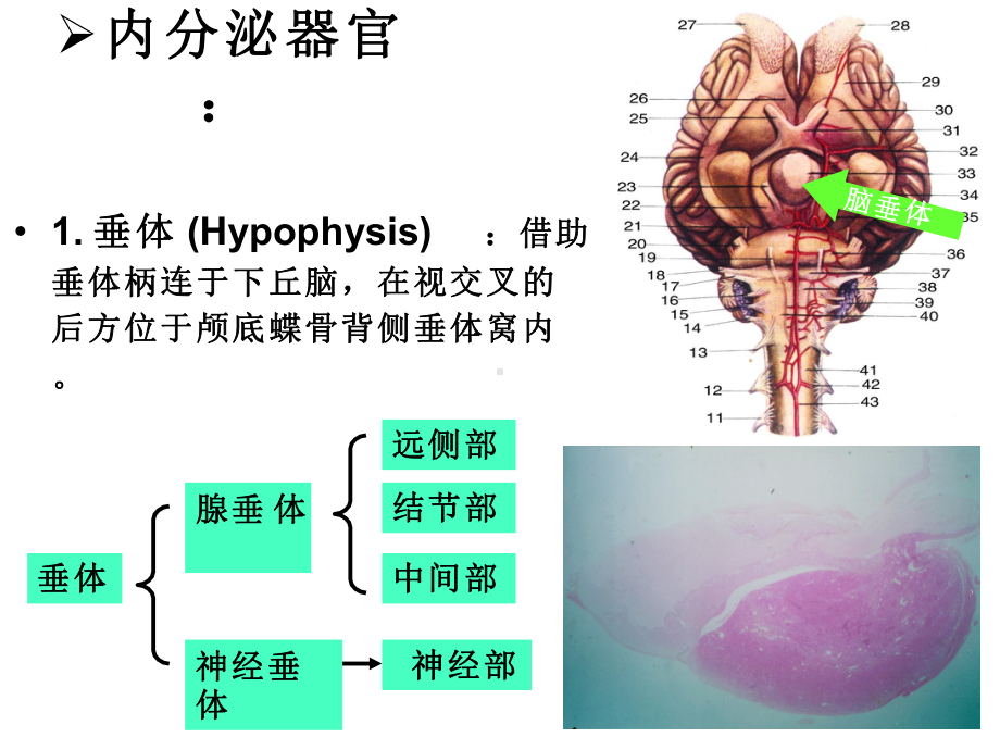 畜禽解剖学-内分泌系统课件.pptx_第3页