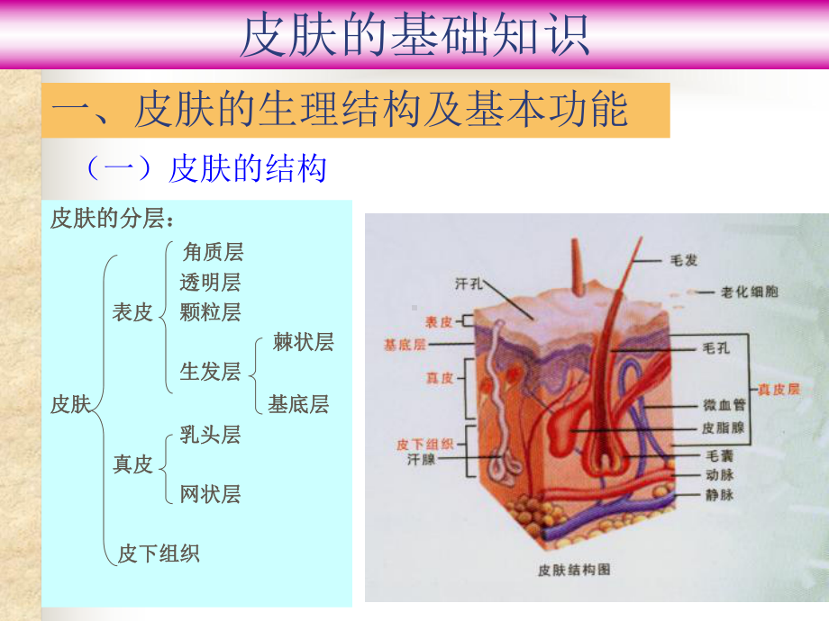 皮肤基础知识大全课件.ppt_第1页