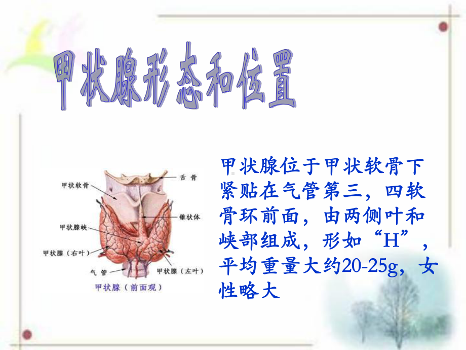 甲状腺教学查房课件.ppt_第3页