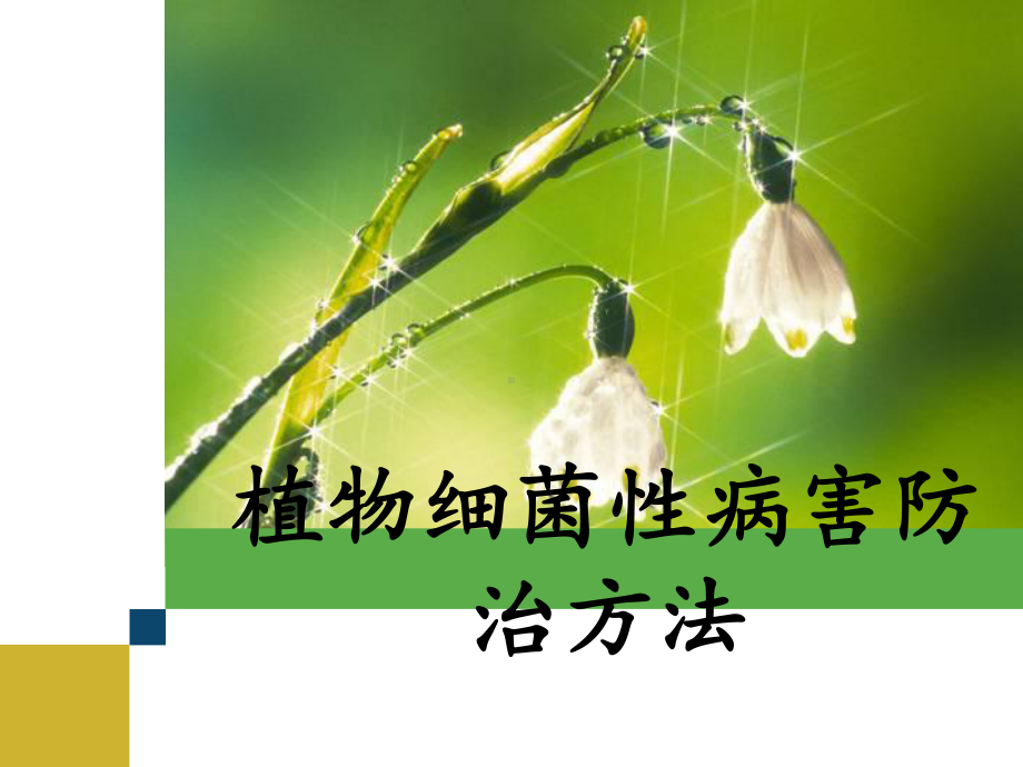 植物细菌性病害防治方法分析课件.ppt_第1页