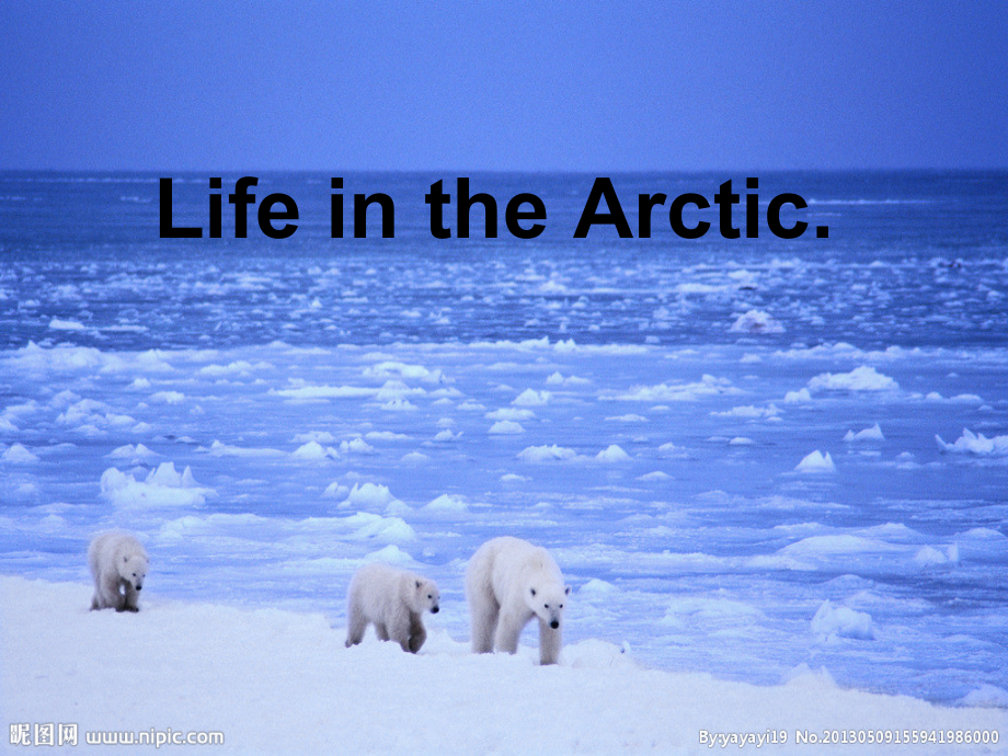 Unit 2 Life in the Arctic-Lesson 2-ppt课件-(含教案+视频)-县级公开课-外研剑桥版五年级下册(编号：d1489).zip