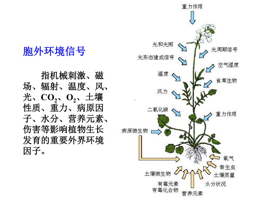 植物细胞信号传导课件.ppt_第2页