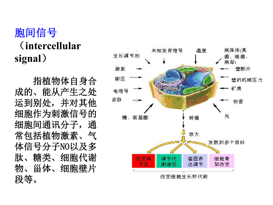 植物细胞信号传导课件.ppt_第3页