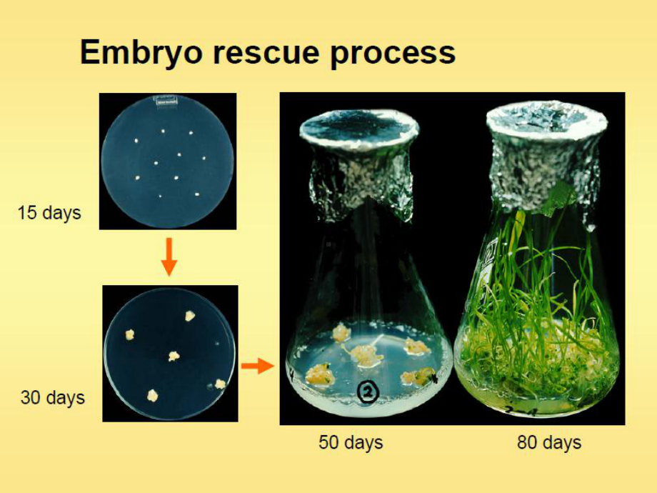 第3章-植物胚培养课件.ppt_第3页