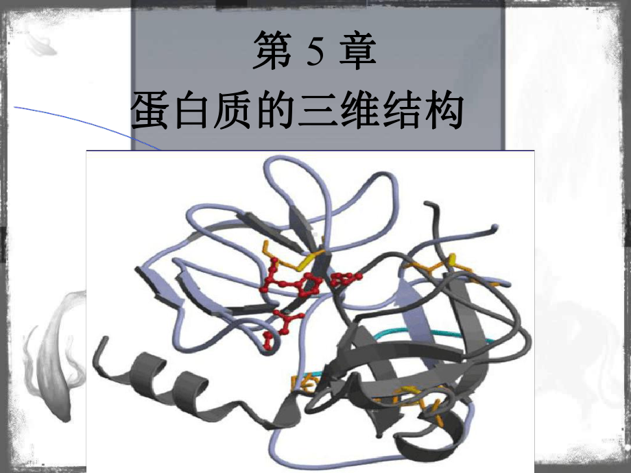 第5章-蛋白质的三维结构讲解课件.ppt_第1页