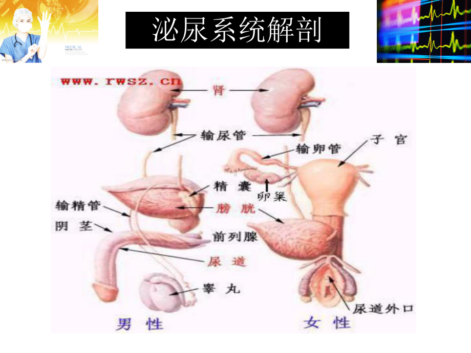 泌尿外科微创手术常规配合方案课件.ppt_第2页