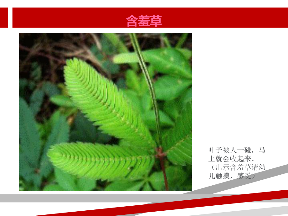 植物趣闻大班科学.ppt课件.ppt_第1页