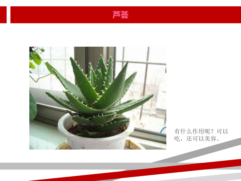 植物趣闻大班科学.ppt课件.ppt_第3页