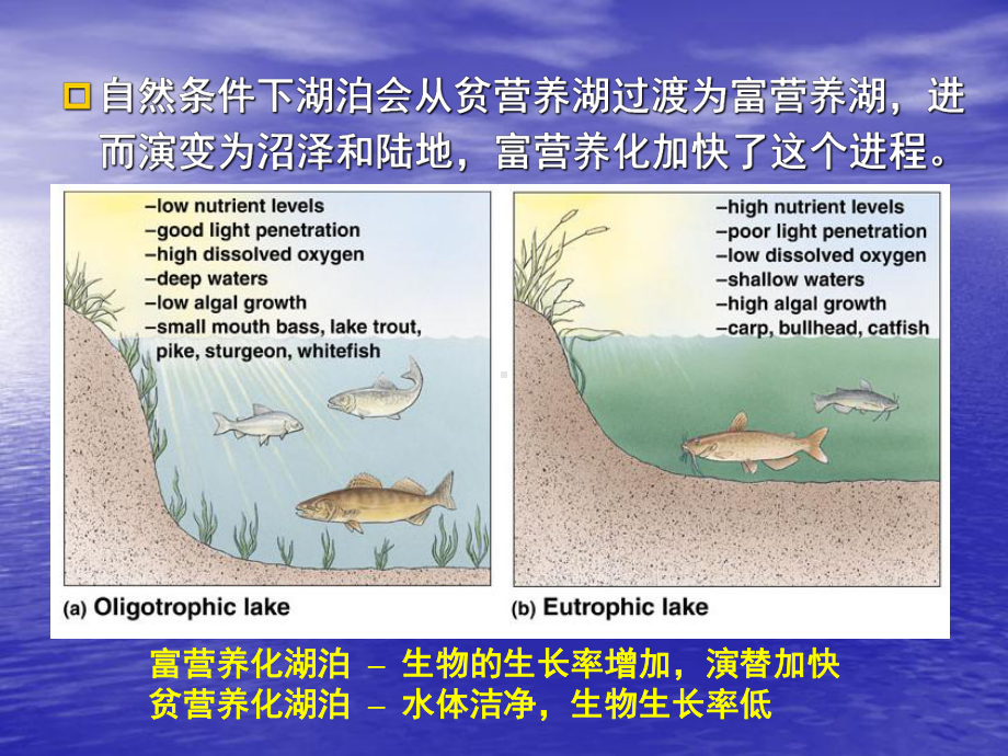 海洋环境化学-第6章-富营养化课件.ppt_第3页