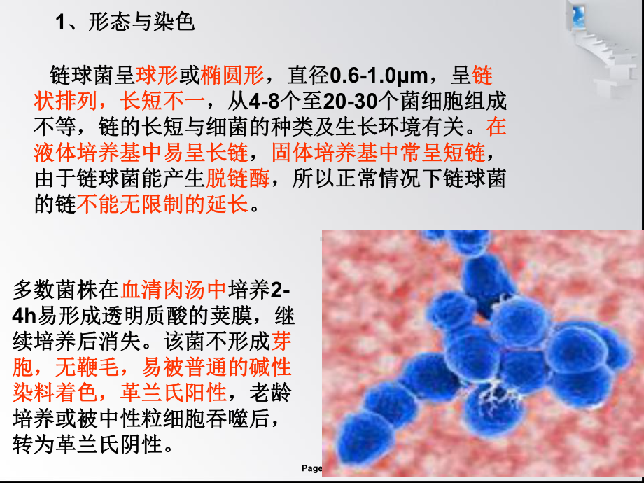 溶血性链球菌课件.ppt_第3页