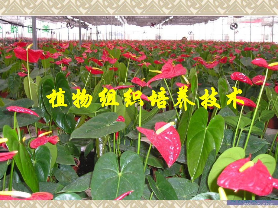 植物组织培养技术课件.ppt_第1页