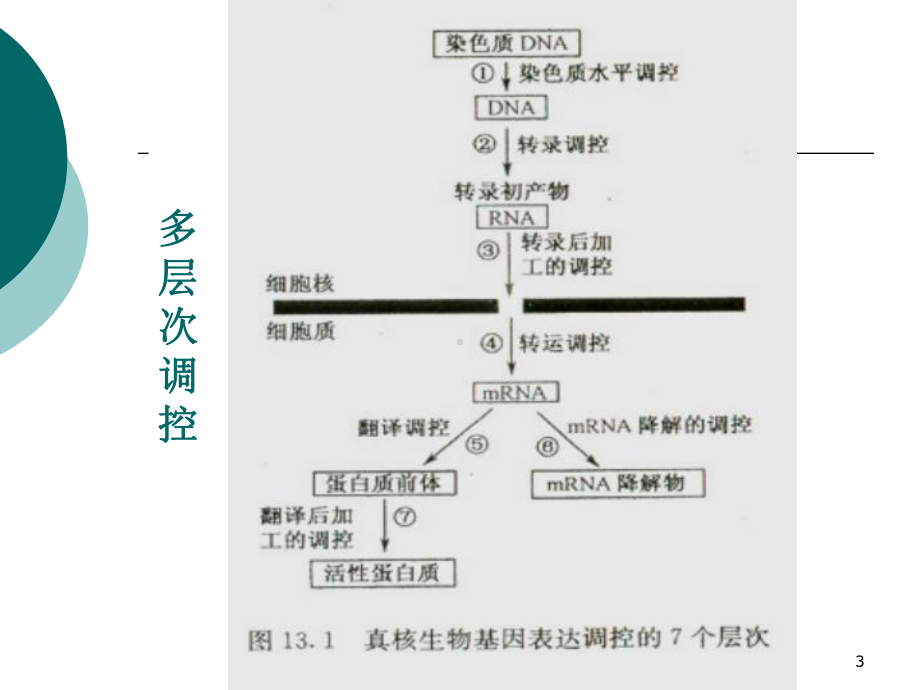 真核生物的基因表达调控课件.ppt_第3页