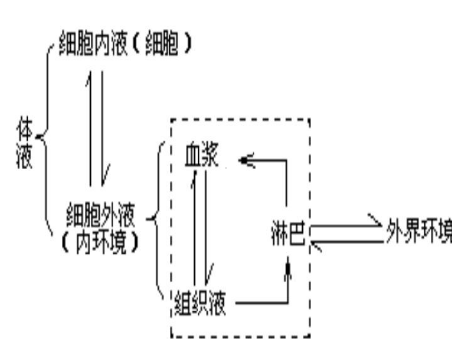 生物体的稳态与调节课件.ppt_第2页