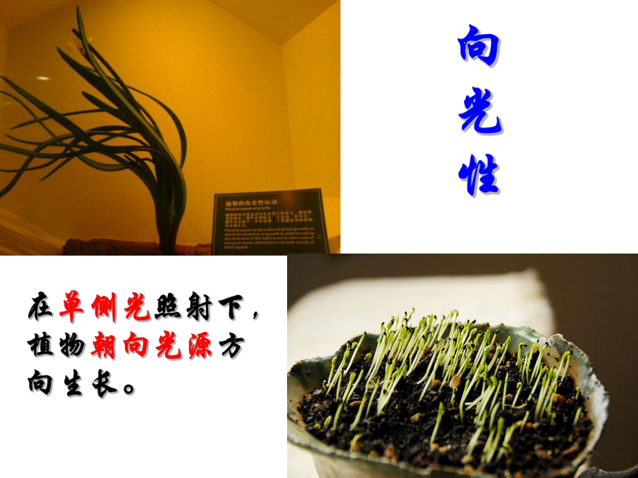 植物激素的发现(修改版)课件.ppt_第2页