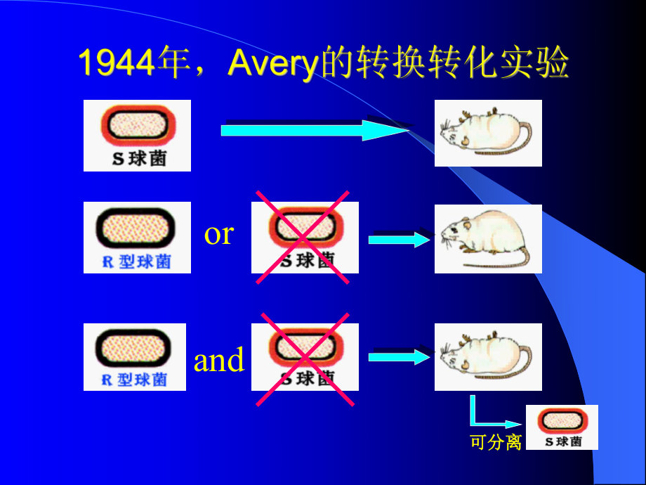 生物化学核酸课件.ppt_第3页