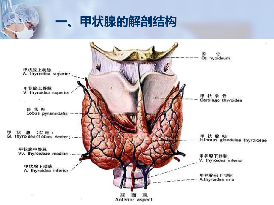 甲状腺疾病病人护理课件.ppt_第3页