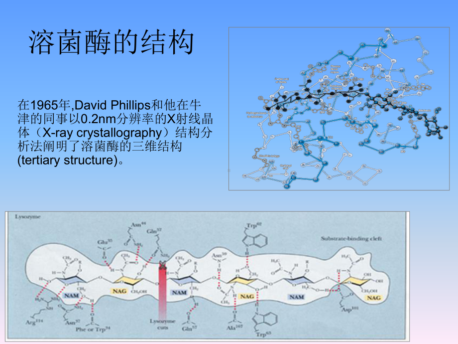 溶菌酶的制备酶活力和蛋白浓度的测定课件.ppt_第2页