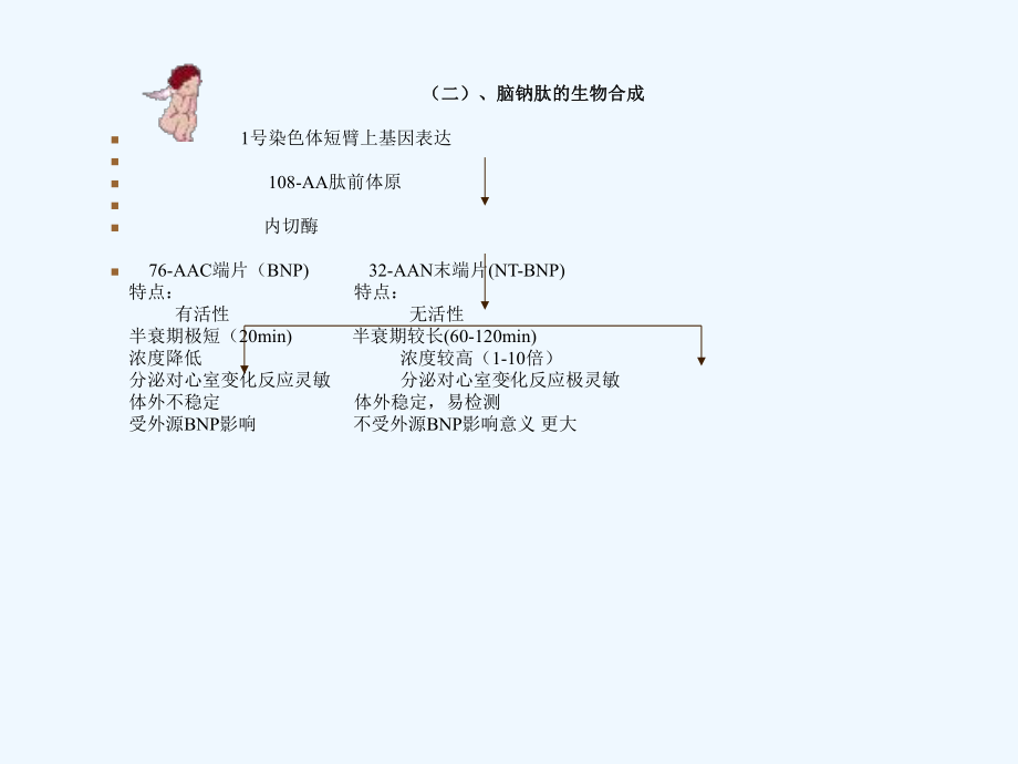 脑利钠肽及临床应用课件.ppt_第3页