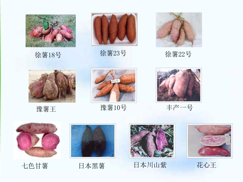 第八章第二节甘薯的育苗技术方案课件.ppt_第3页