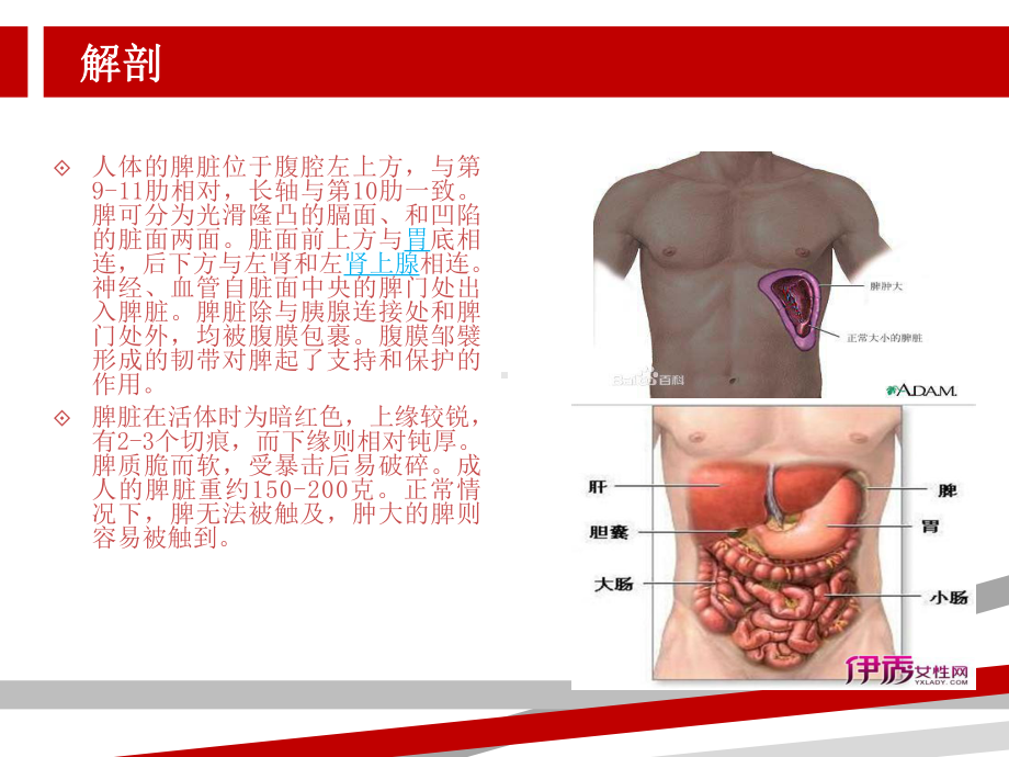 脾切除术后护理.ppt课件.ppt_第2页