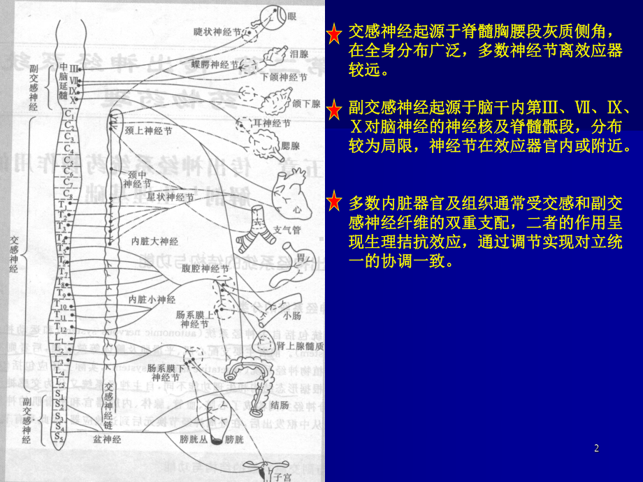 第三讲-传出神经系统课件.ppt_第2页