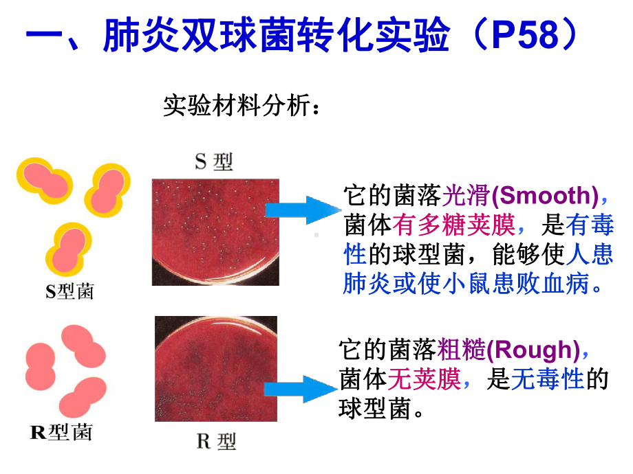 肺炎双球菌转化实验(P58)课件.ppt_第2页