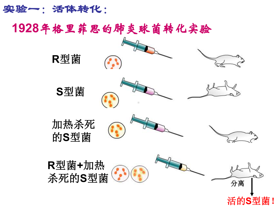 肺炎双球菌转化实验(P58)课件.ppt_第3页