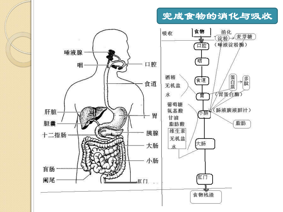 老年人消化系统疾病患者护理课件.ppt_第3页