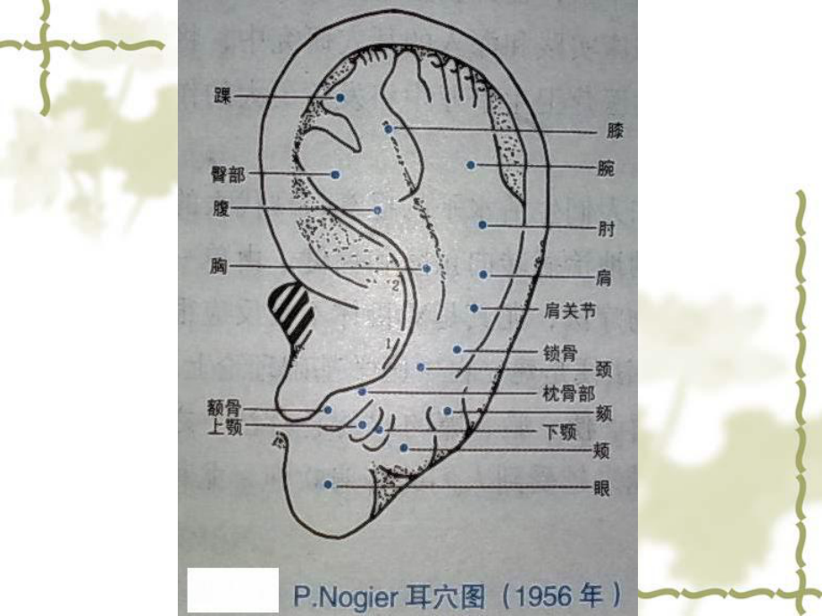 耳穴的功能归类参考学习课件.ppt_第2页