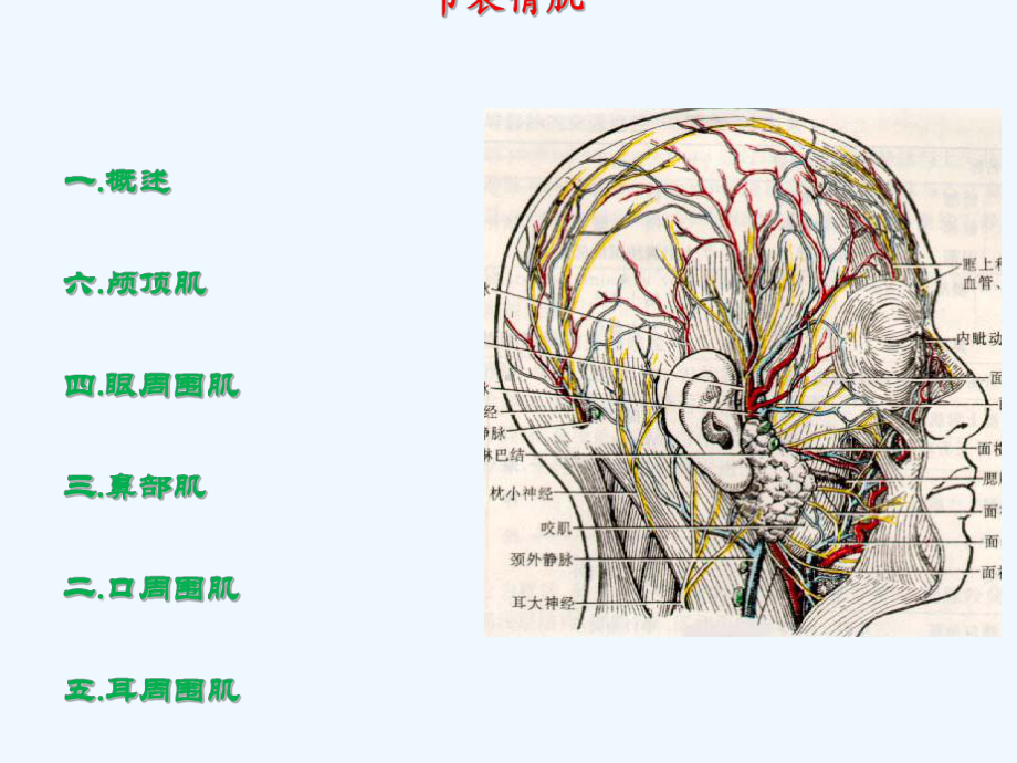 第一节表情肌课件.ppt_第1页