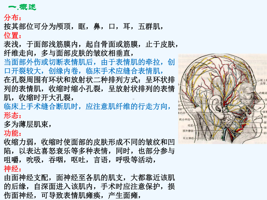 第一节表情肌课件.ppt_第2页