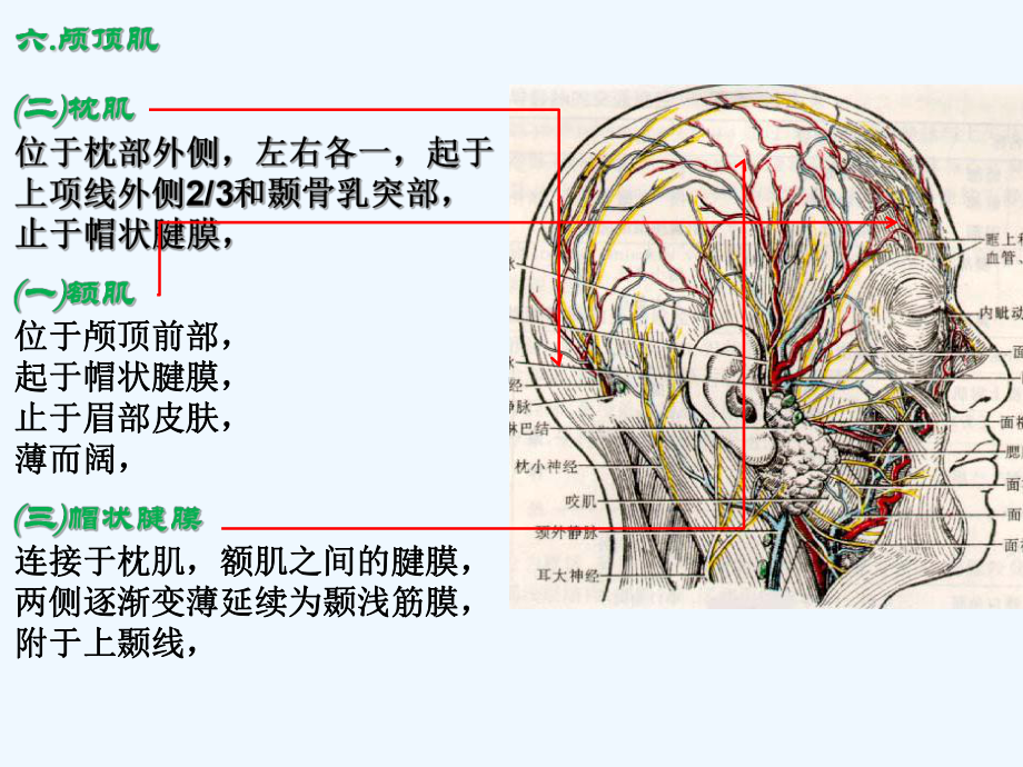 第一节表情肌课件.ppt_第3页