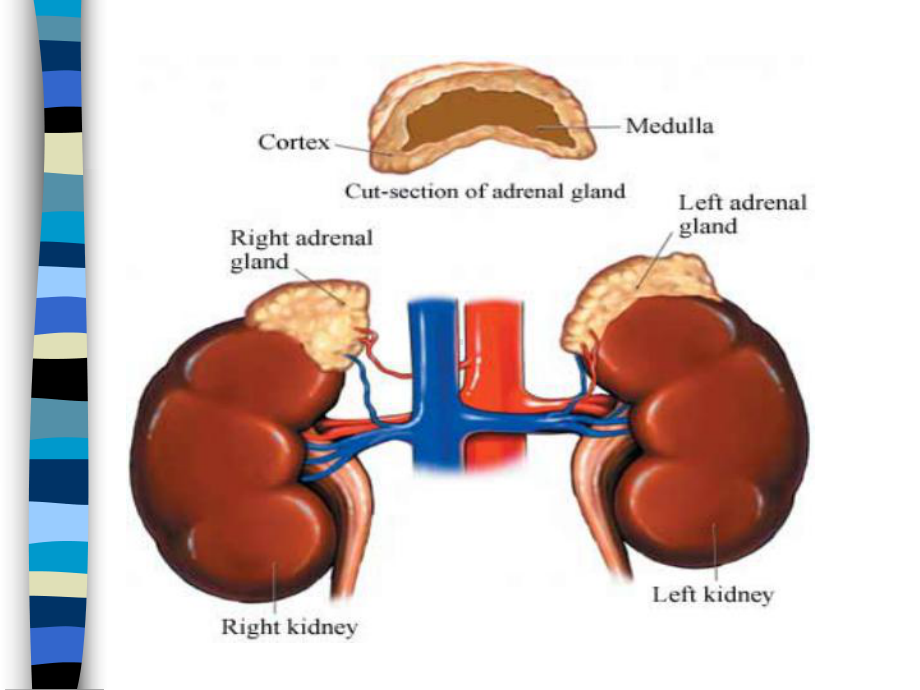肾上腺皮质激素.ppt课件.ppt_第3页