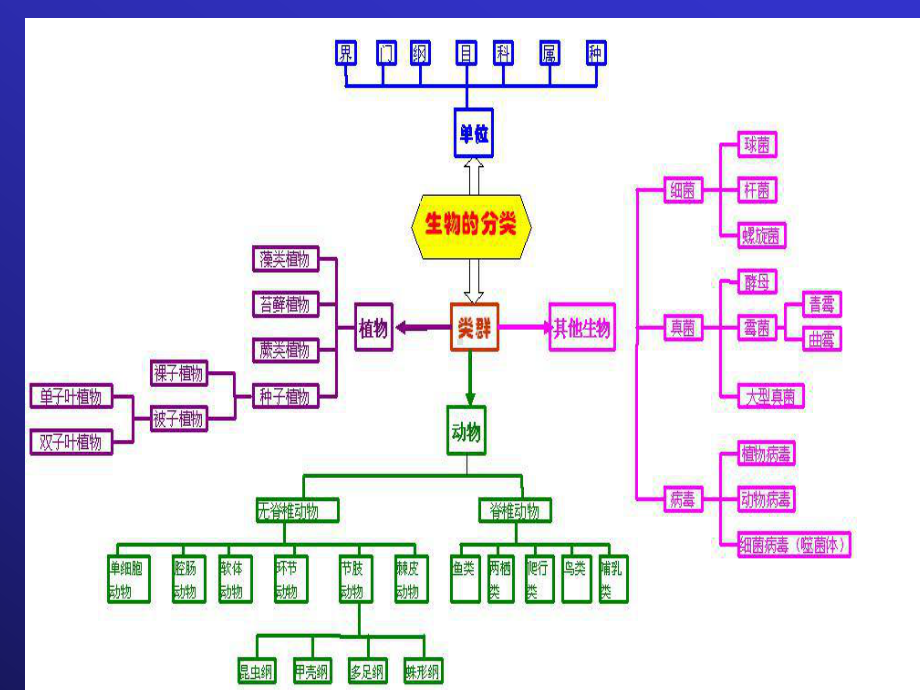 第一章原生动物(竞赛)课件.ppt_第2页