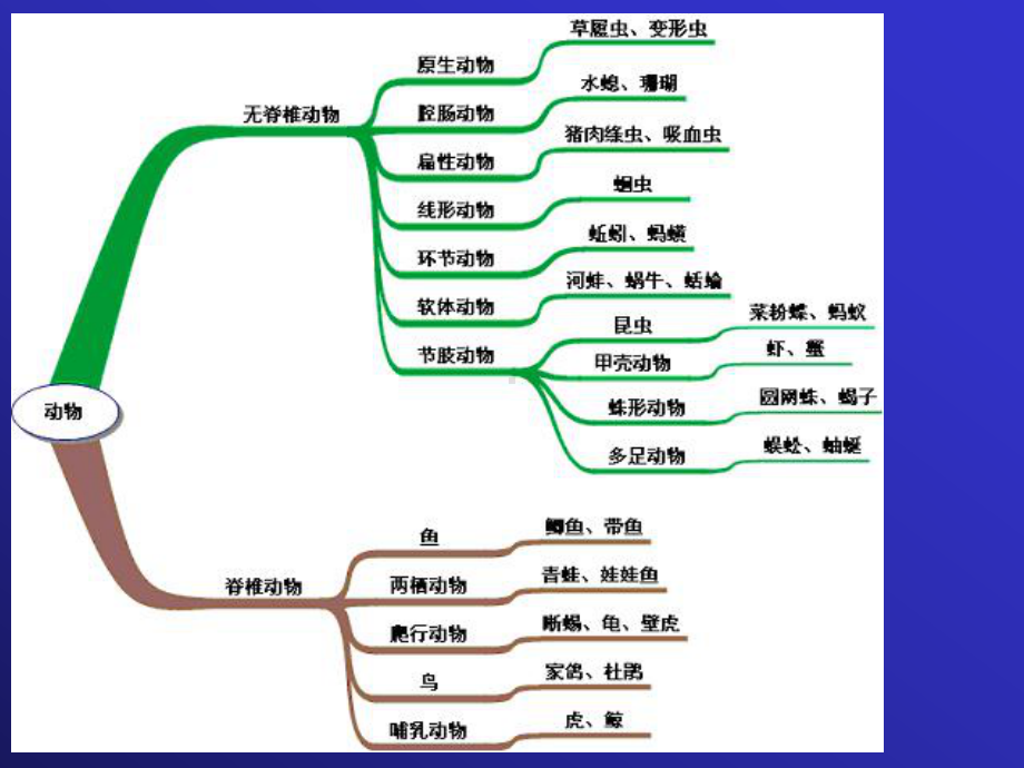 第一章原生动物(竞赛)课件.ppt_第3页