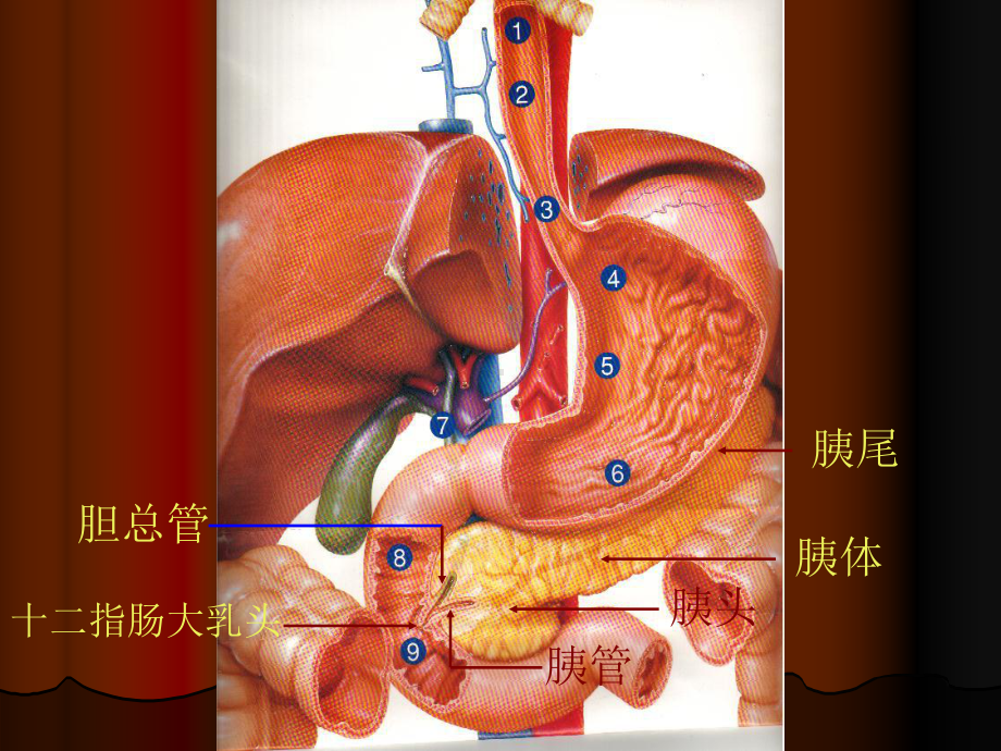 胰腺炎的治疗指南分析课件.ppt_第3页