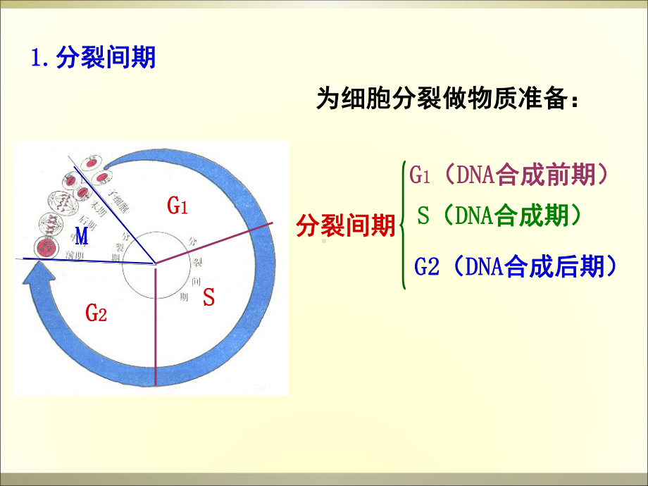 细胞增殖有丝分裂课件.ppt_第3页