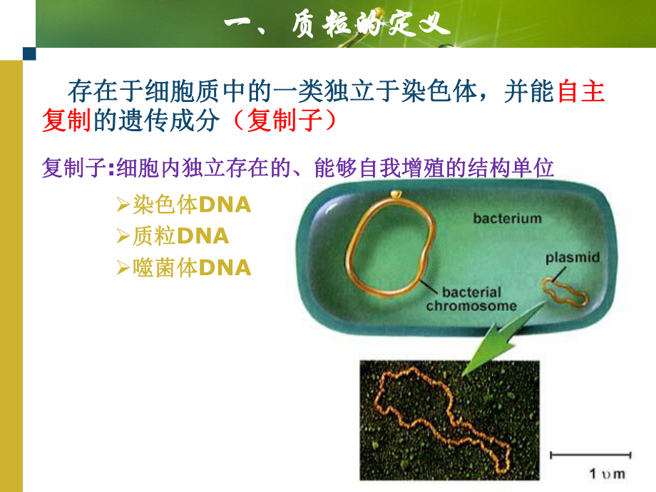 第三章-基因工程常用的克隆载体课件.ppt_第3页