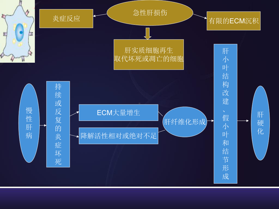 肝纤维化的研究进展教学提纲课件.ppt_第3页