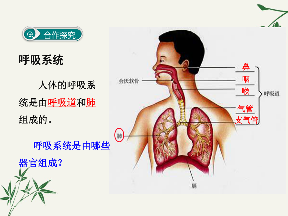 七年级生物下册第三章《人体的呼吸》PPT课件.ppt_第3页