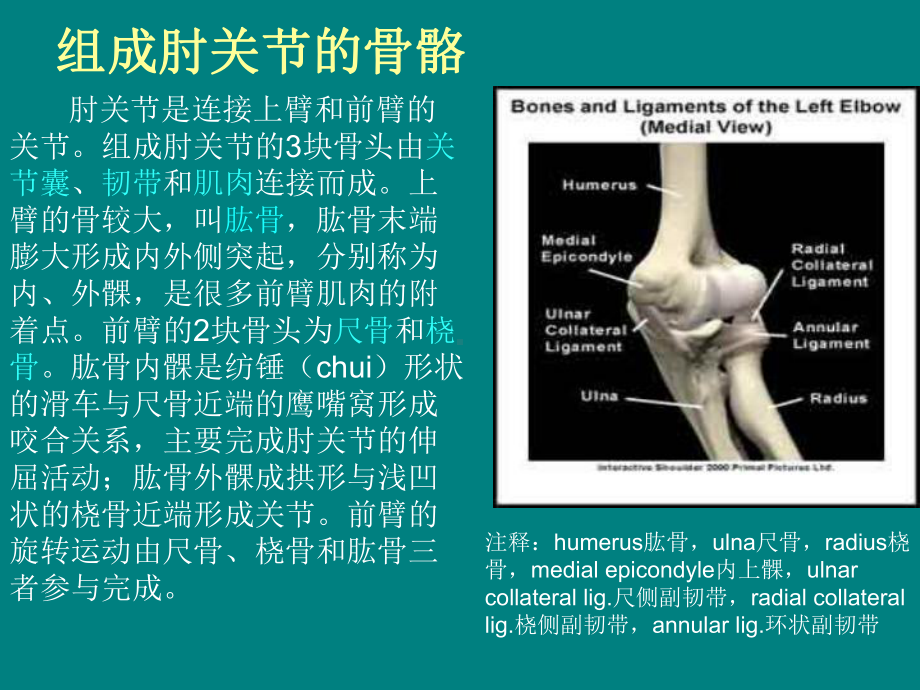 肘关节解剖结构课件.ppt_第2页